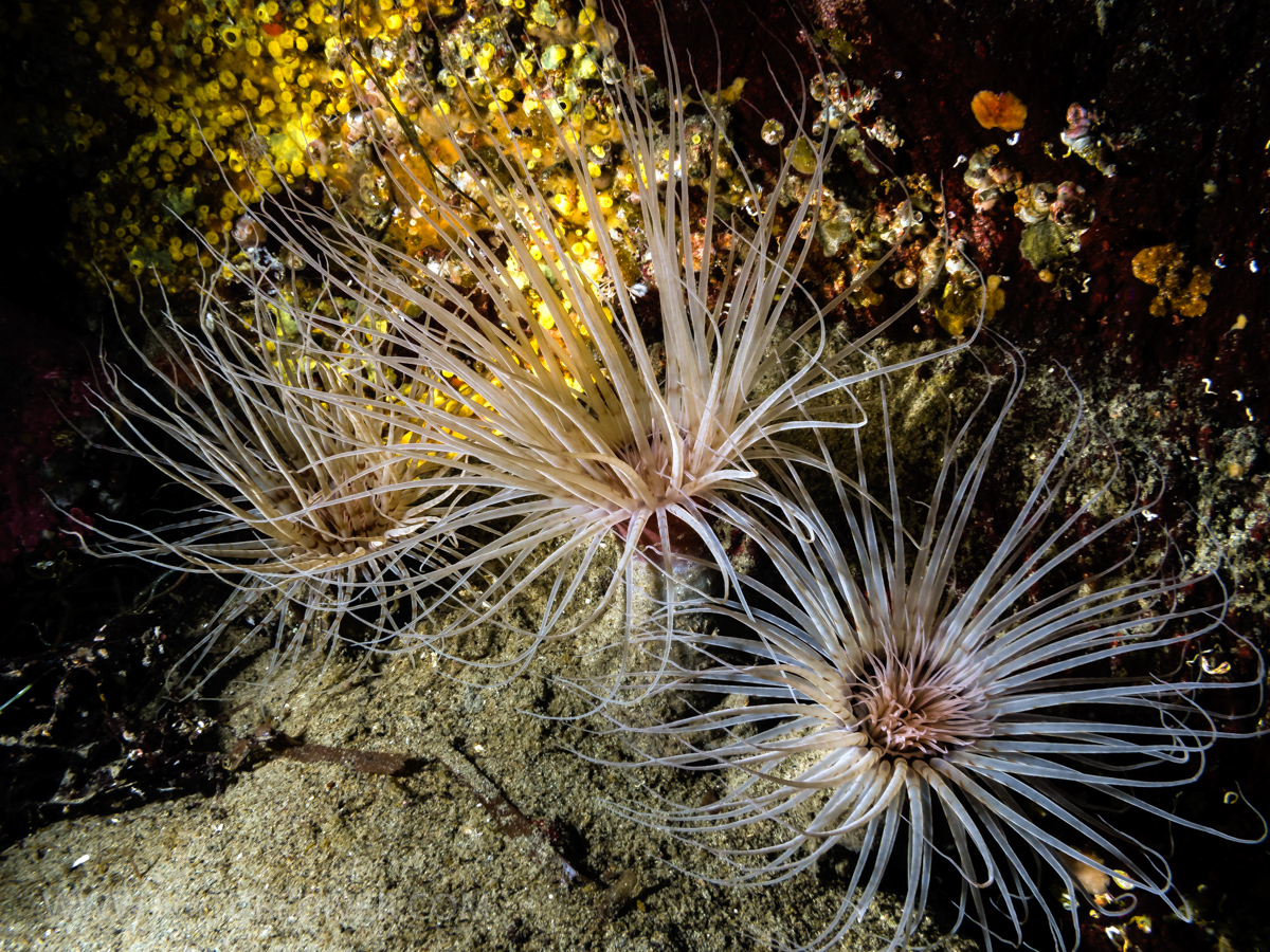 Tube Dwelling Anemone (Pachycerianthus fimbriatus) 2