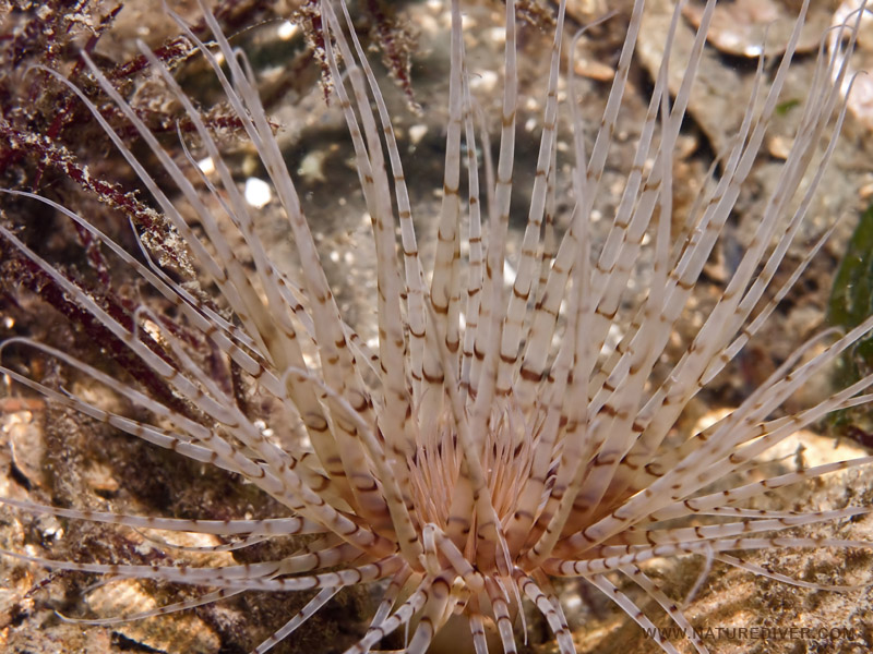 Tube Dwelling Anemone (Pachycerianthus fimbriatus)