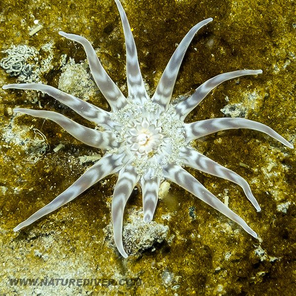 Twelve-Tentacled Parasitic Anemone (Peachia quinquecapitata)