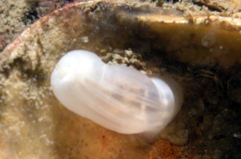 Unknown worm 2 - inside clam shell - feeding tentacles out