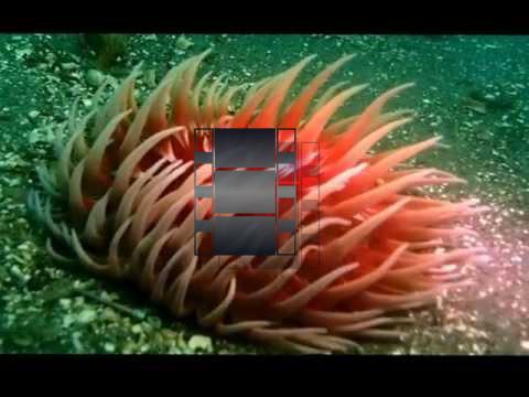 Sand-Rose Anemone (Urticina columbiana) Video