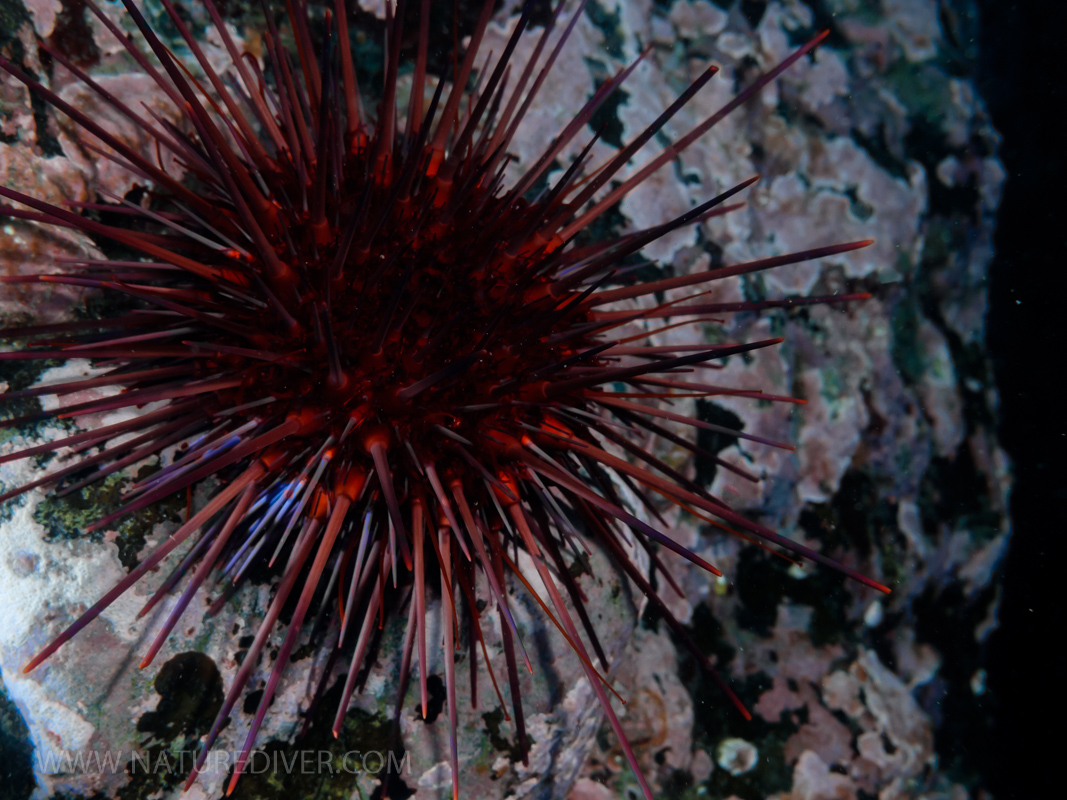 Red Sea Urchin (Strongylocentrotus franciscanus)