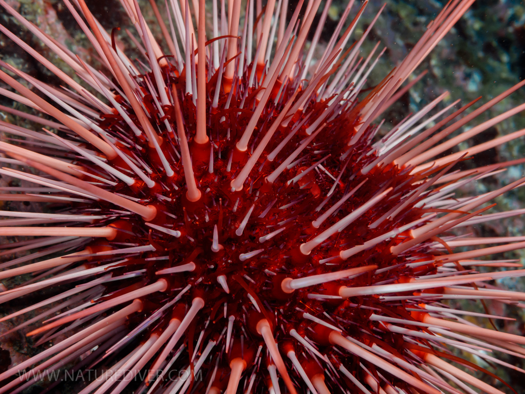 Red Sea Urchin (Strongylocentrotus franciscanus)