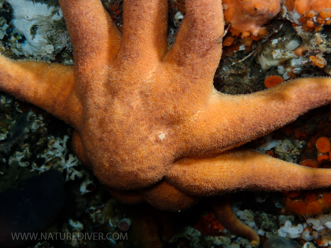 Morning Sun Star (Solaster dawsoni)