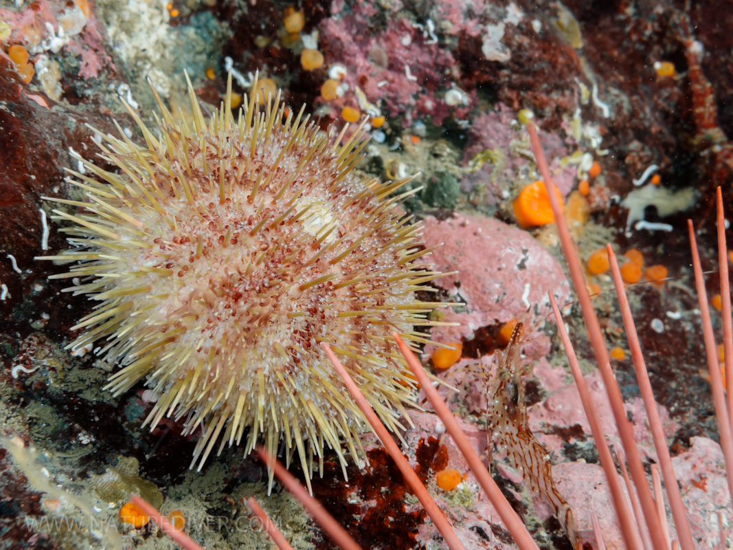 Green Sea Urchin