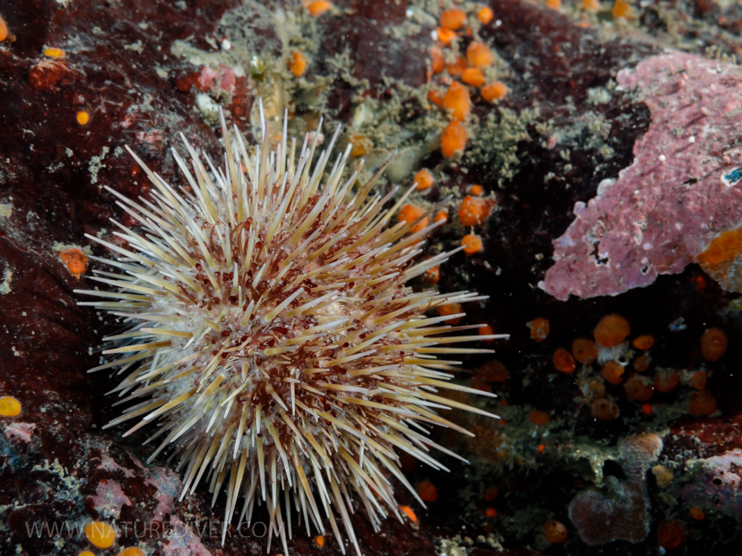 Green Sea Urchin