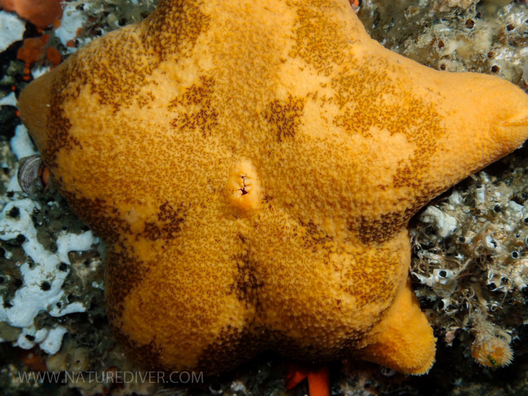 Slime Star (Pteraster tesselatus)