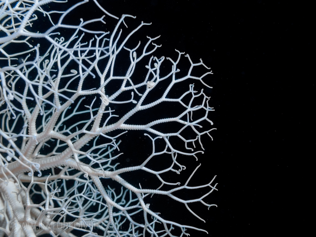 Basket Star