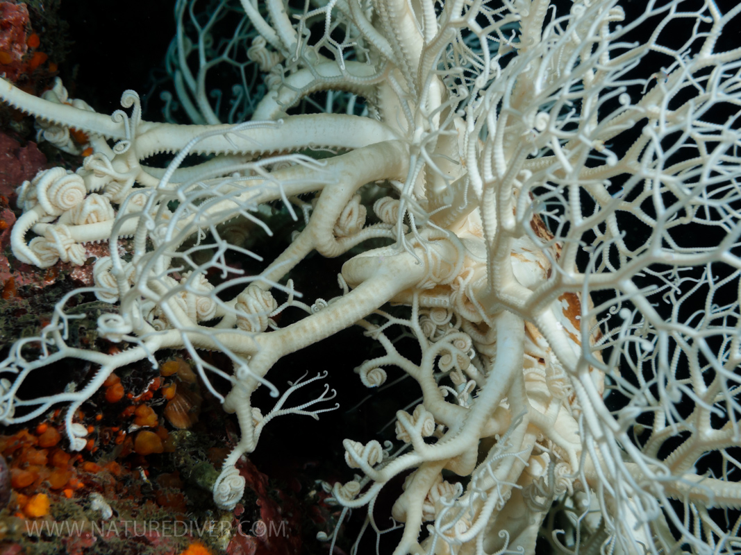 Basket Star