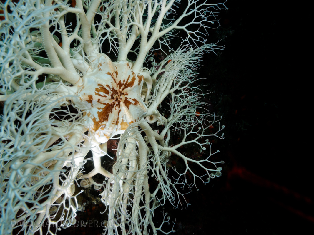 Basket Star