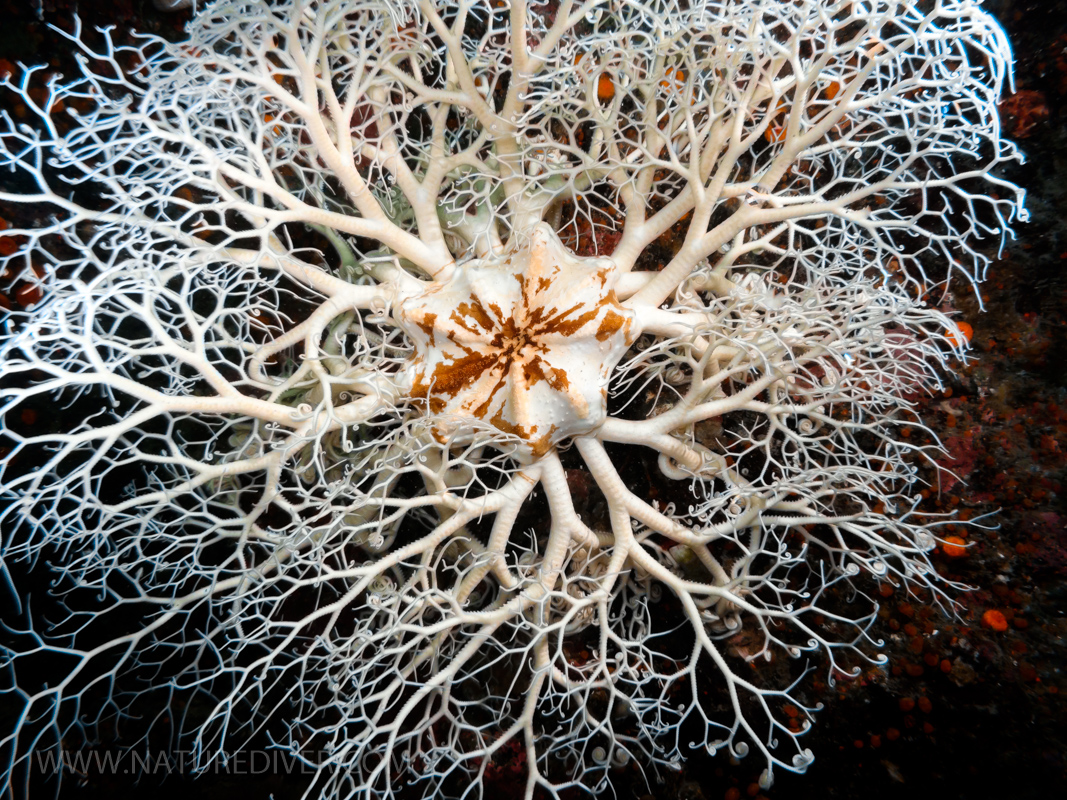 Basket Star