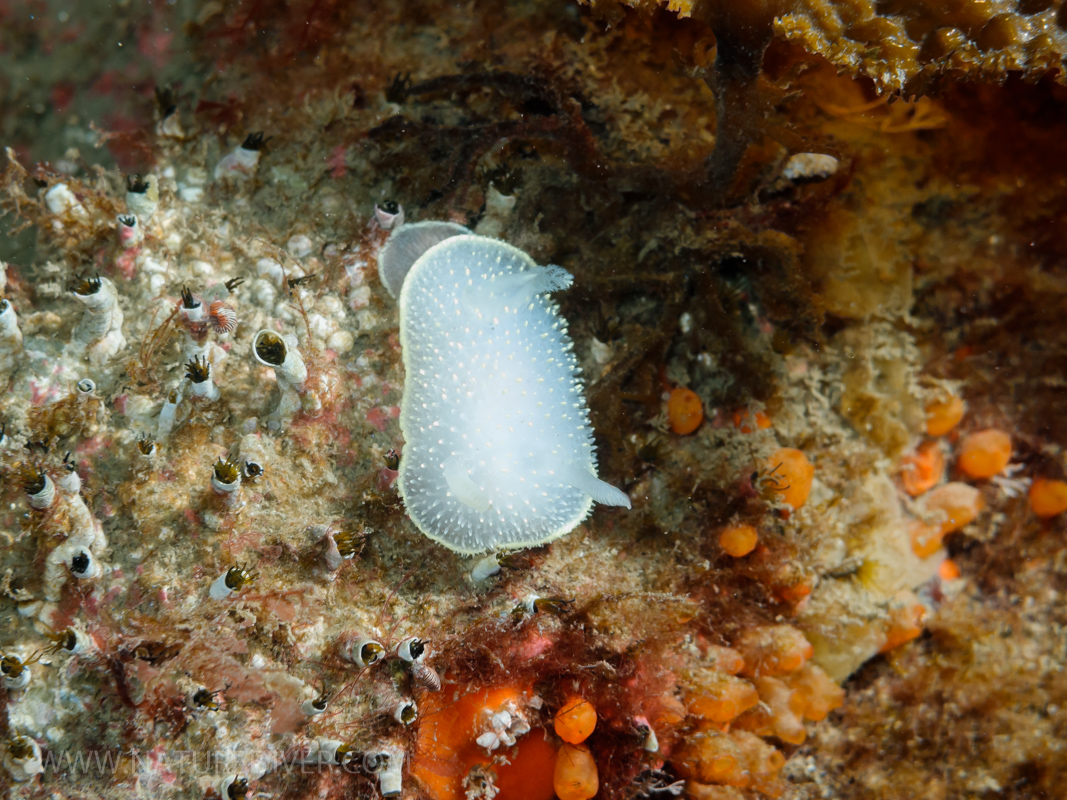 2013-12-28 Dive Higgs-49