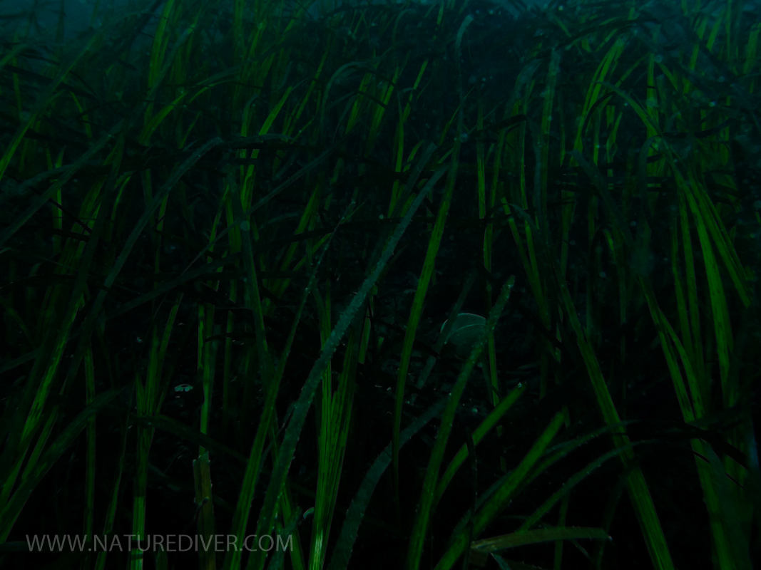 2013-12-28 Dive Higgs-53