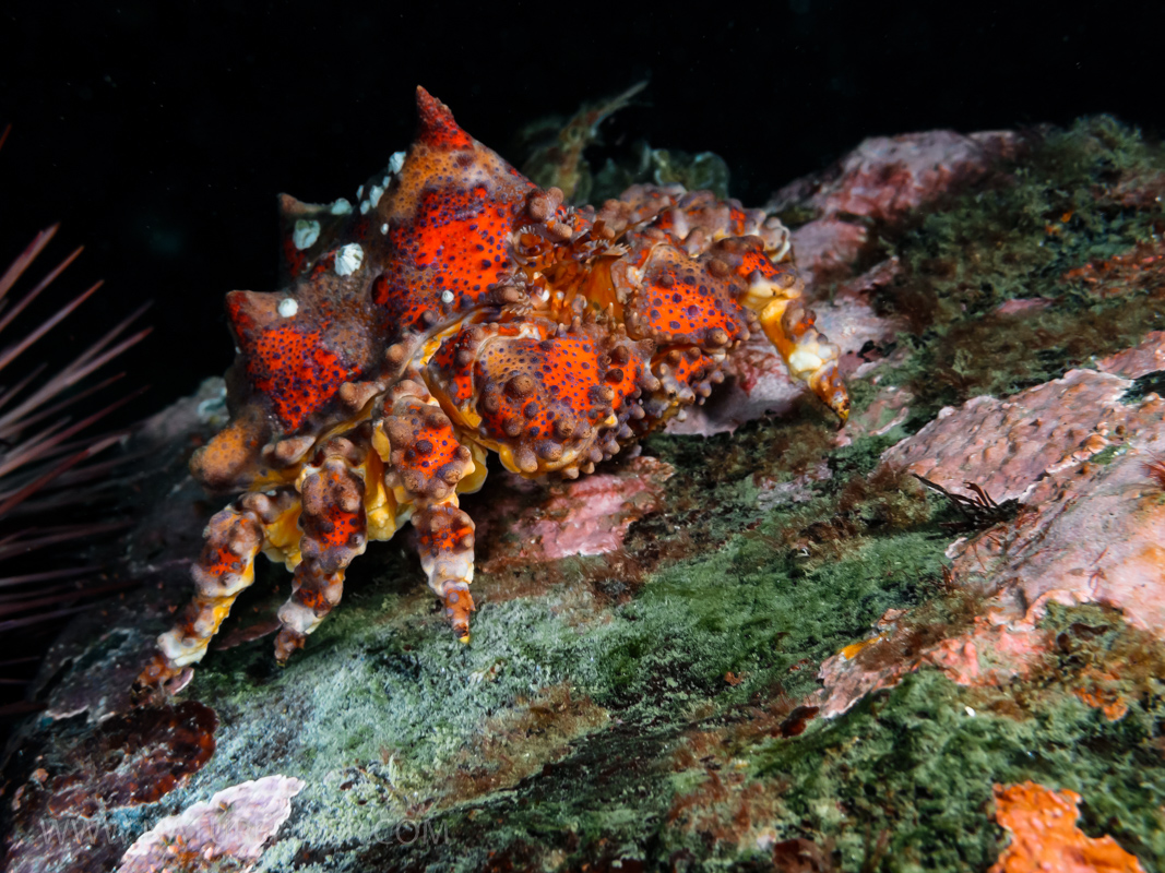 Puget Sound King Crab