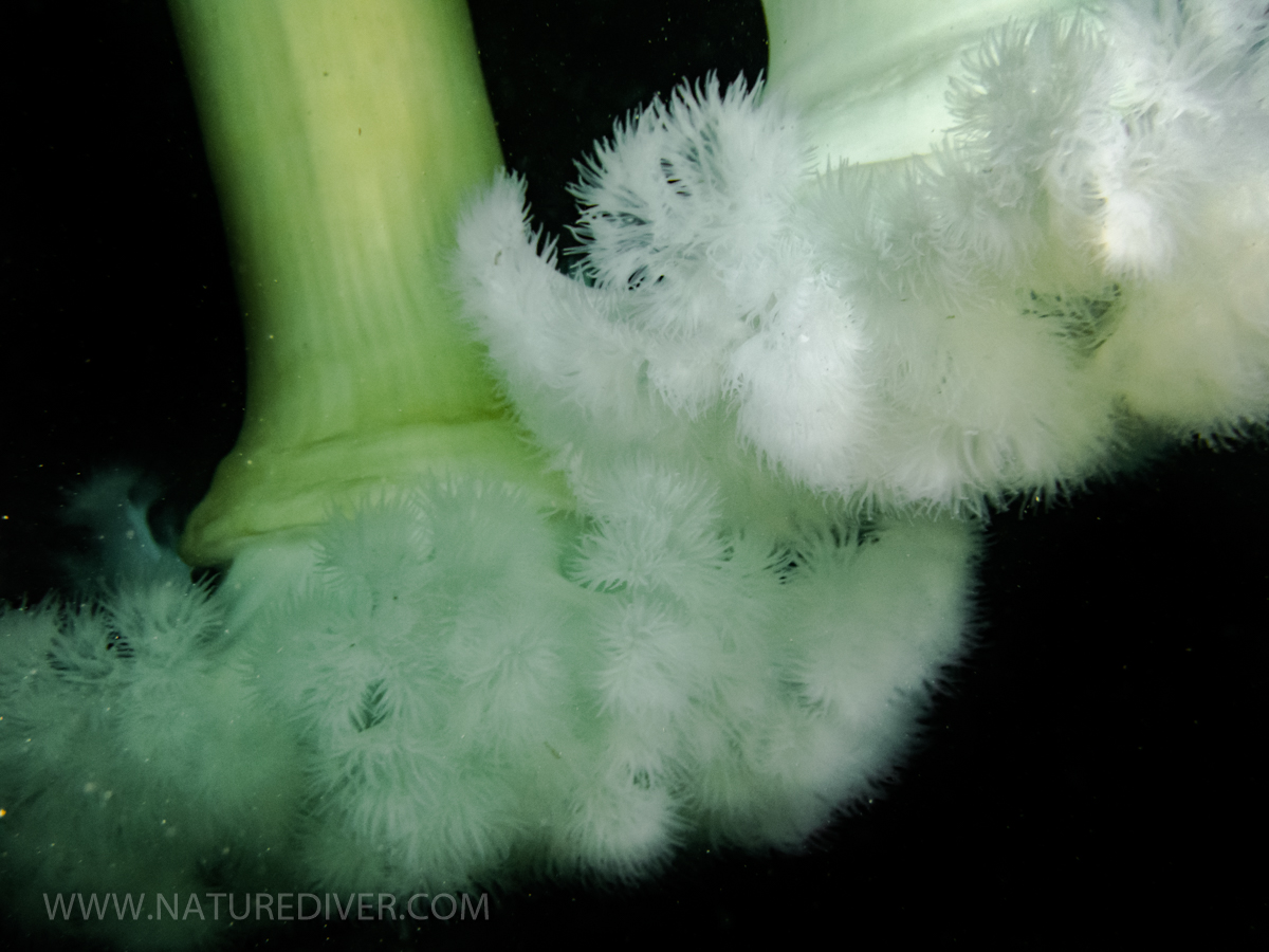 Plumose Anemone (Metridium farcimen)