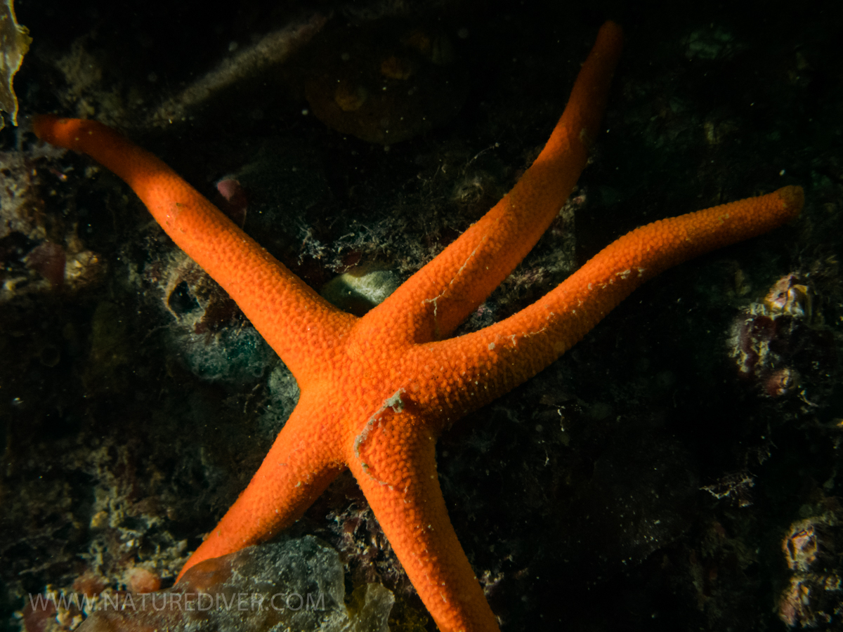 Blood Star (Henricia leviuscula)