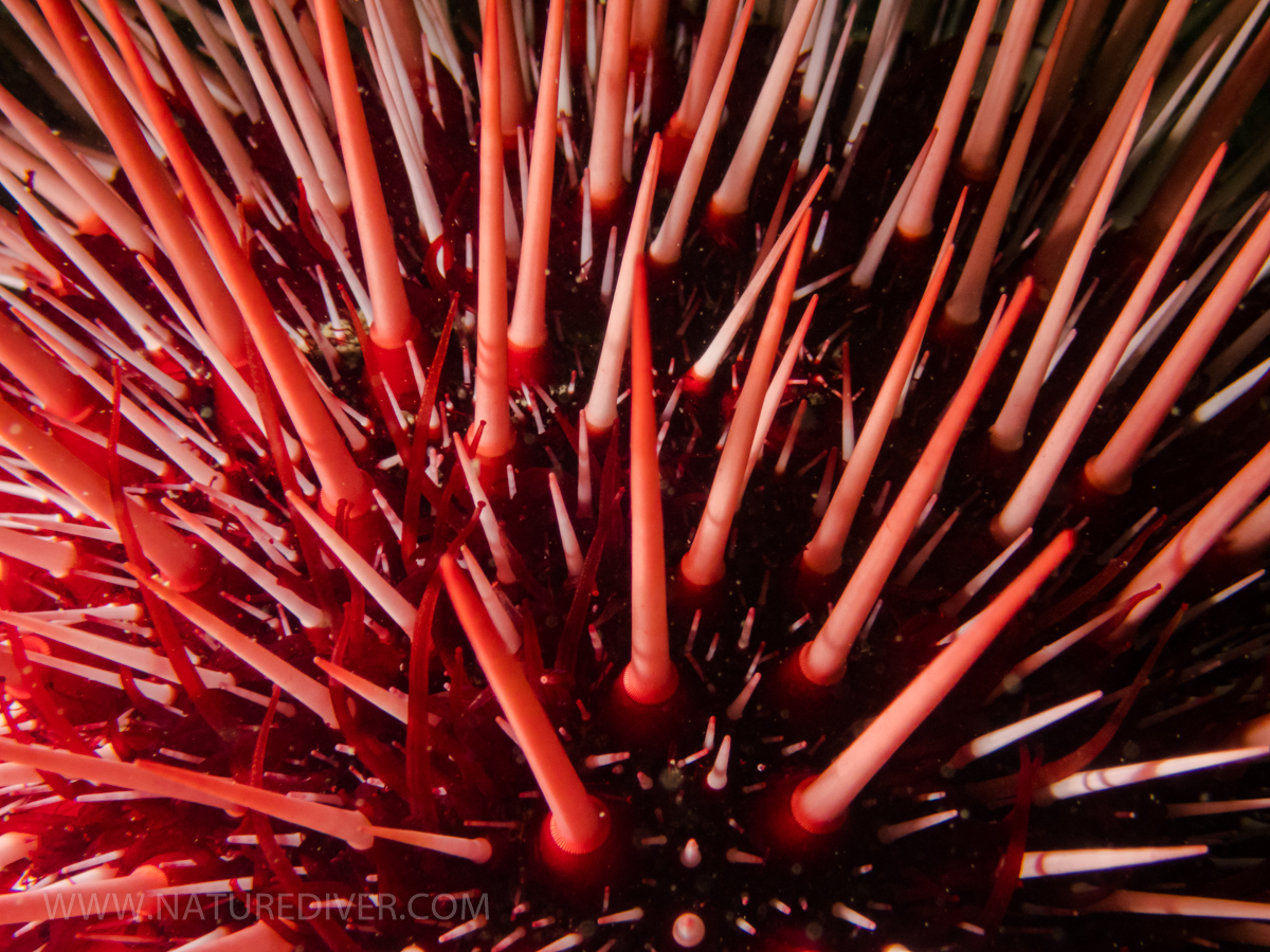 Red Sea Urchin