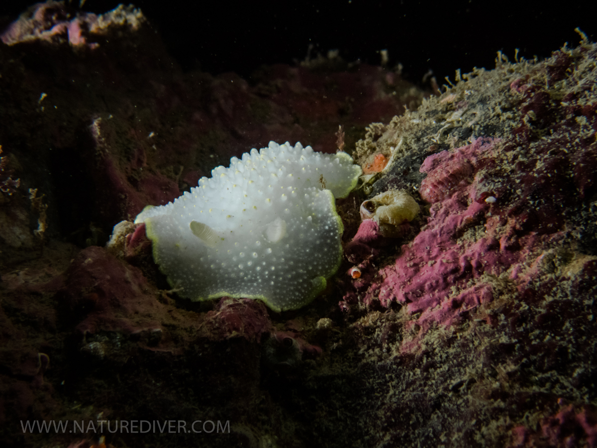 Yellow Rimmed Nudibranch (Cadlina luteomarginata)