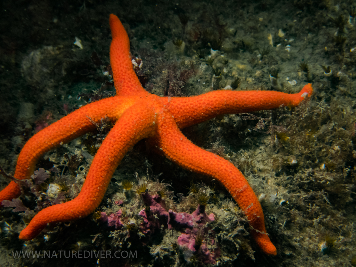 Blood Star (Henricia leviuscula)