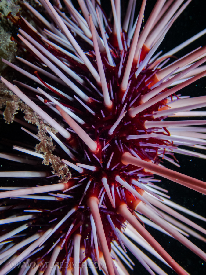 Red Sea Urchin