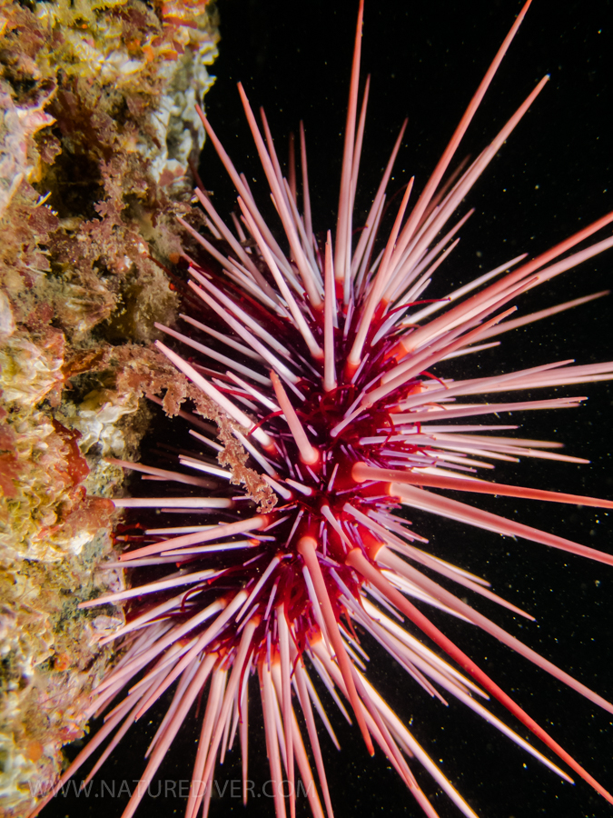 Red Sea Urchin