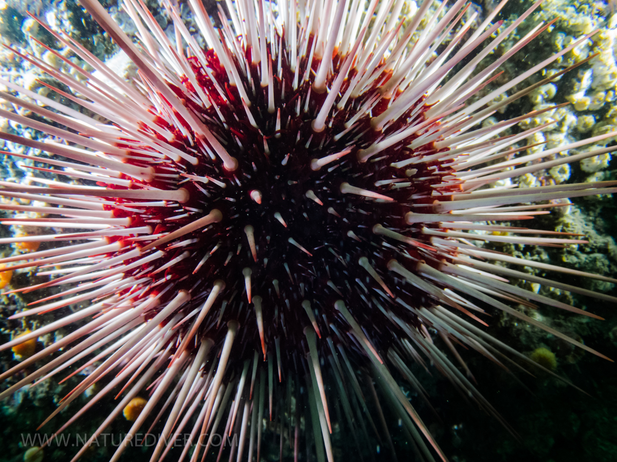 Red Sea Urchin