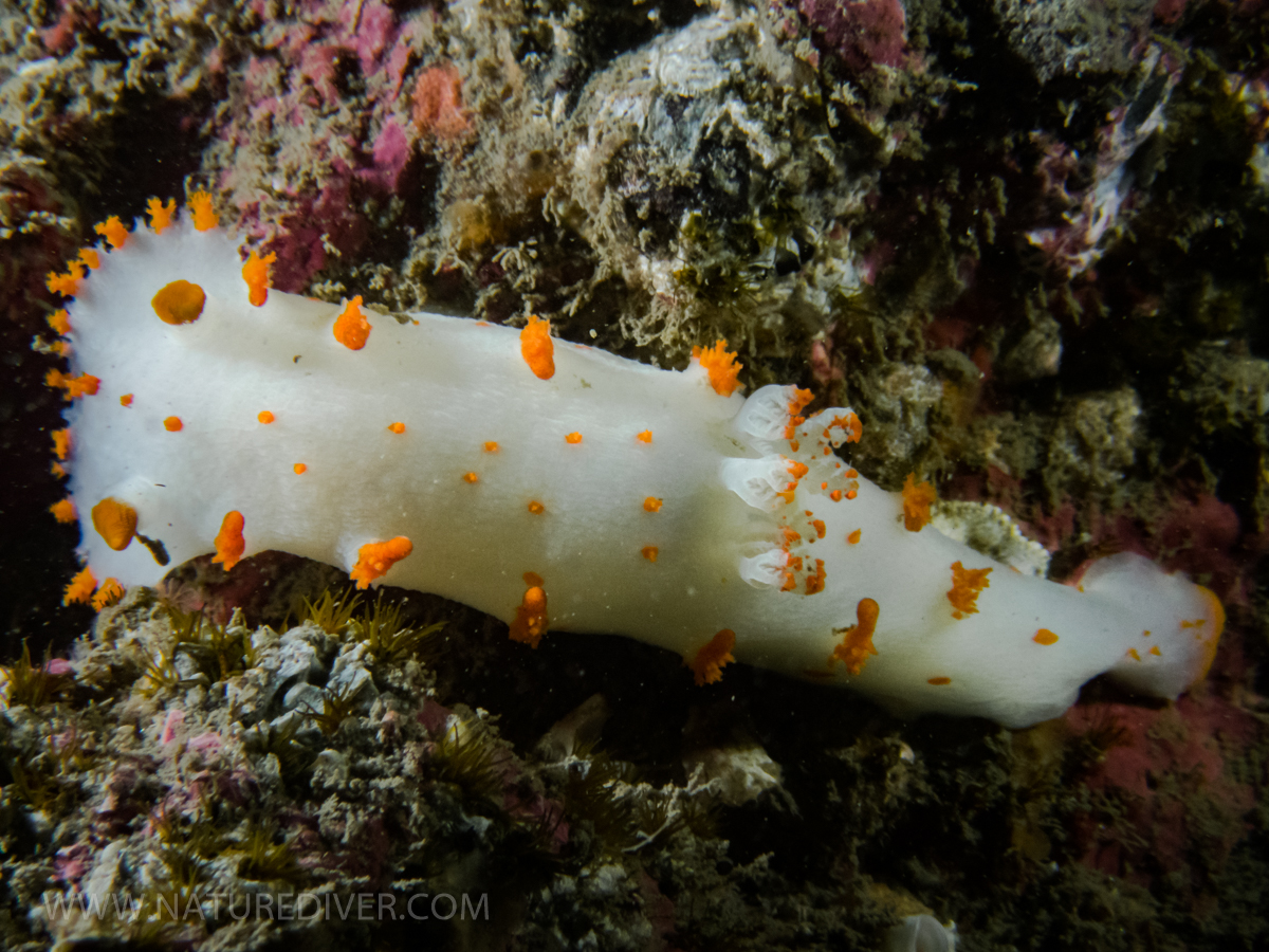 Send in the clowns (Clown Nudibranch / Orange Nudibranch)