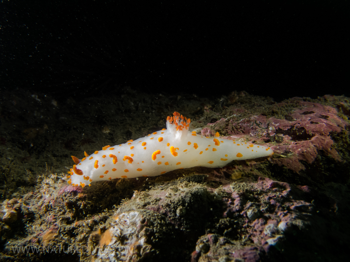 Clown Nudibranch