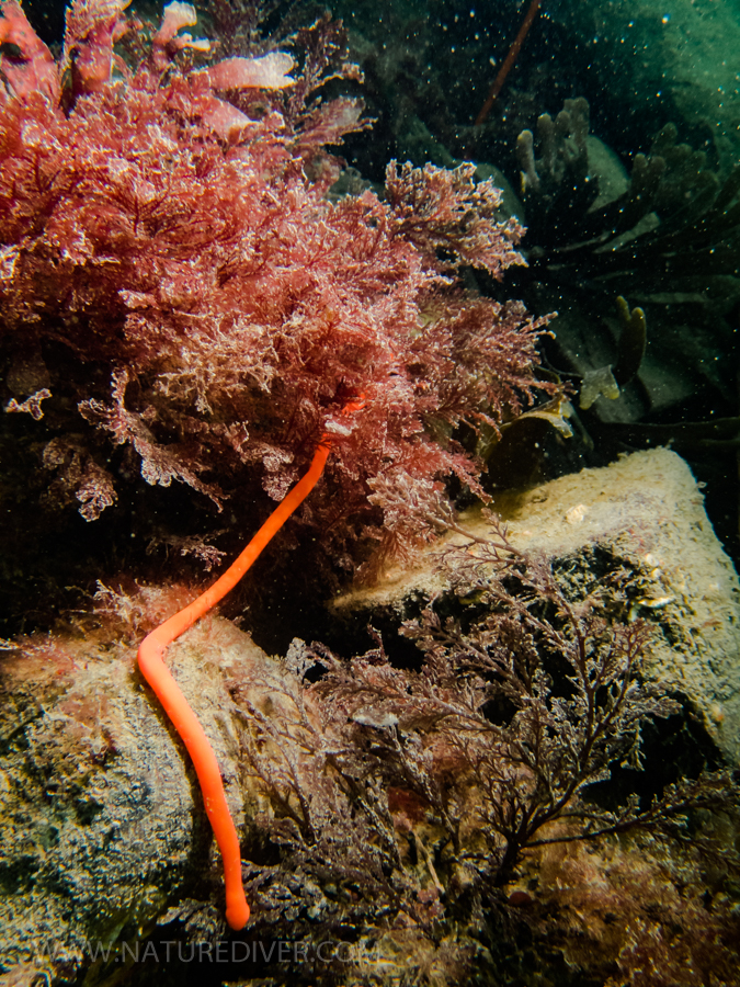 Mouth or tail of Orange Ribbon Worm