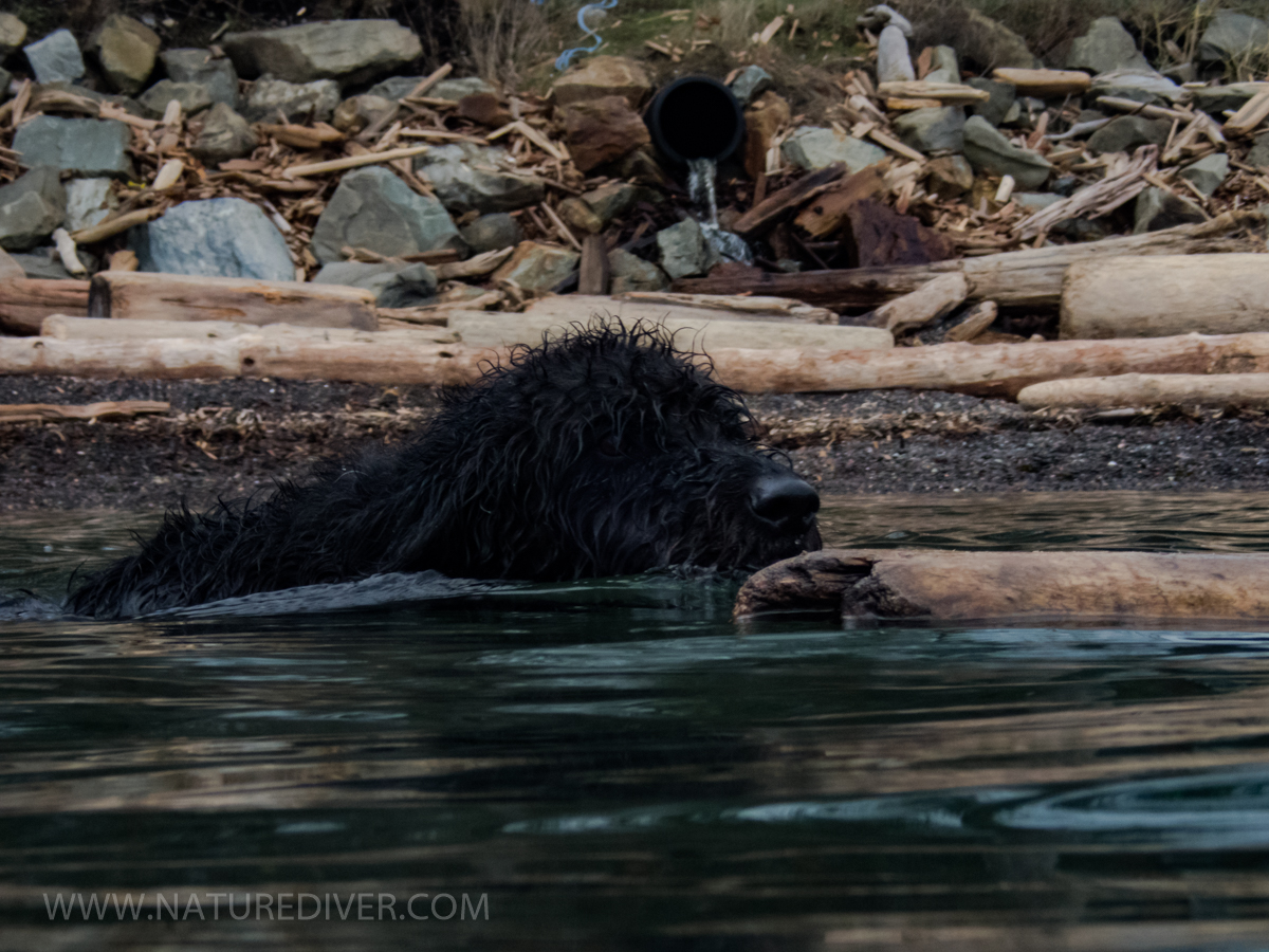 Playing fetch after a dive - woof!