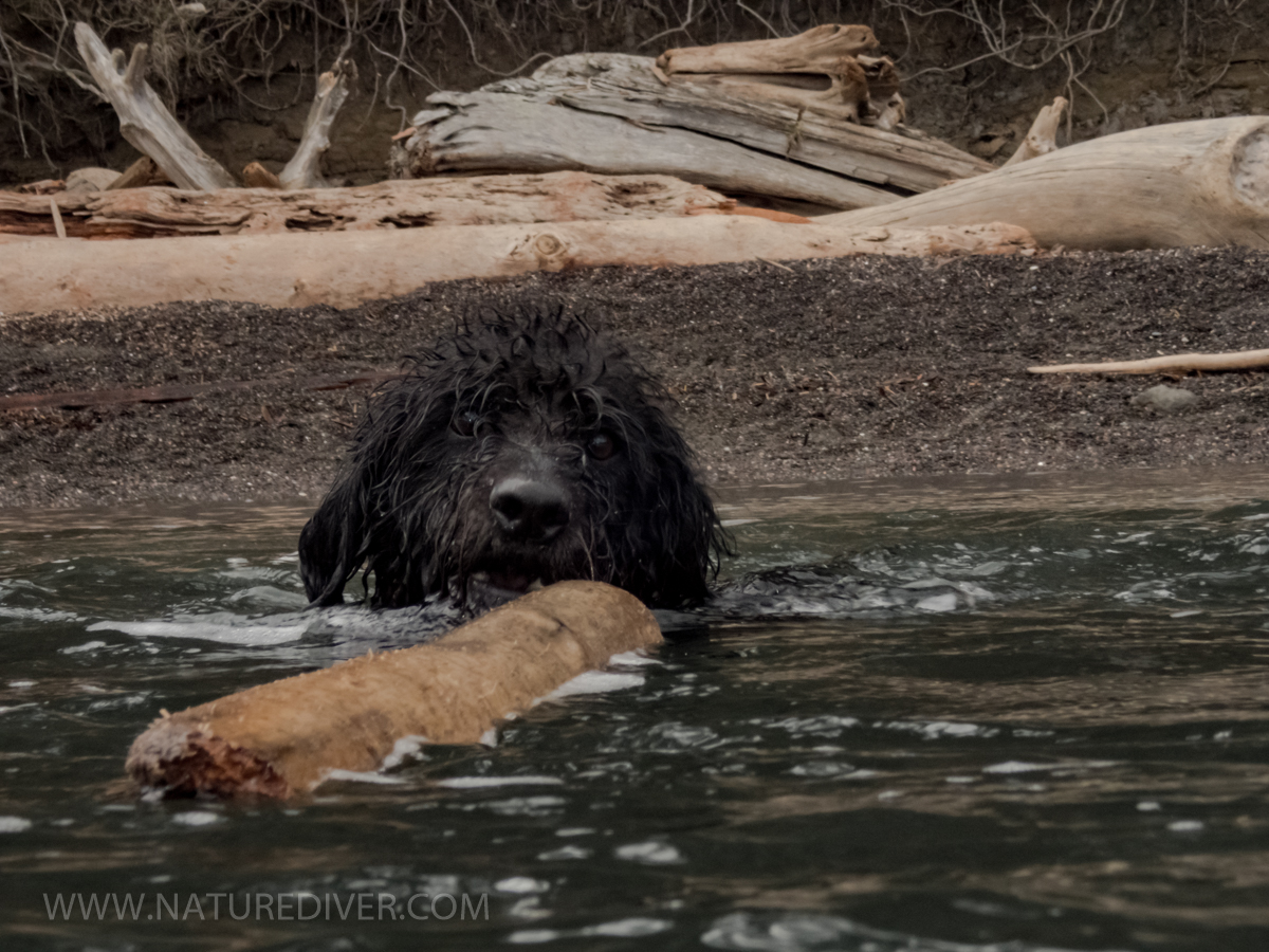 No, it is my stick!