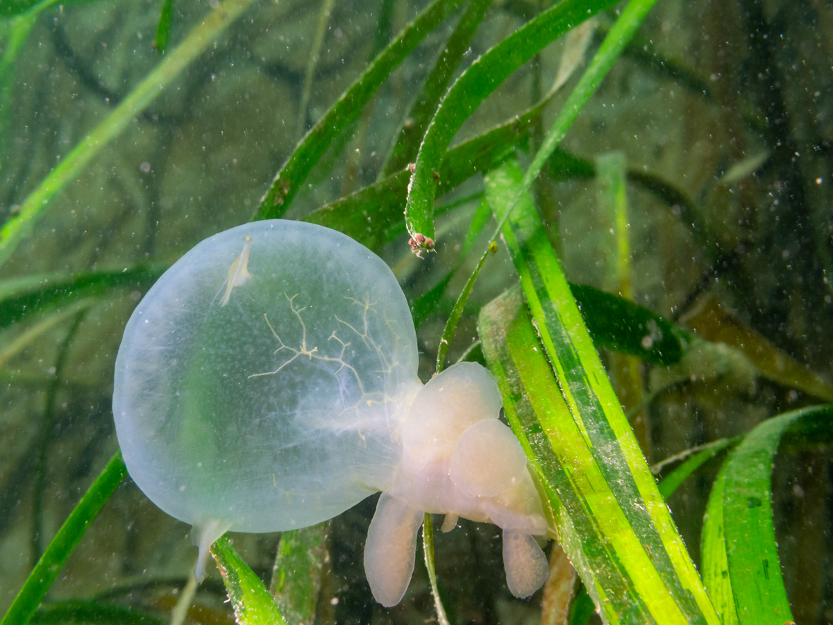 Hooded nudibranch