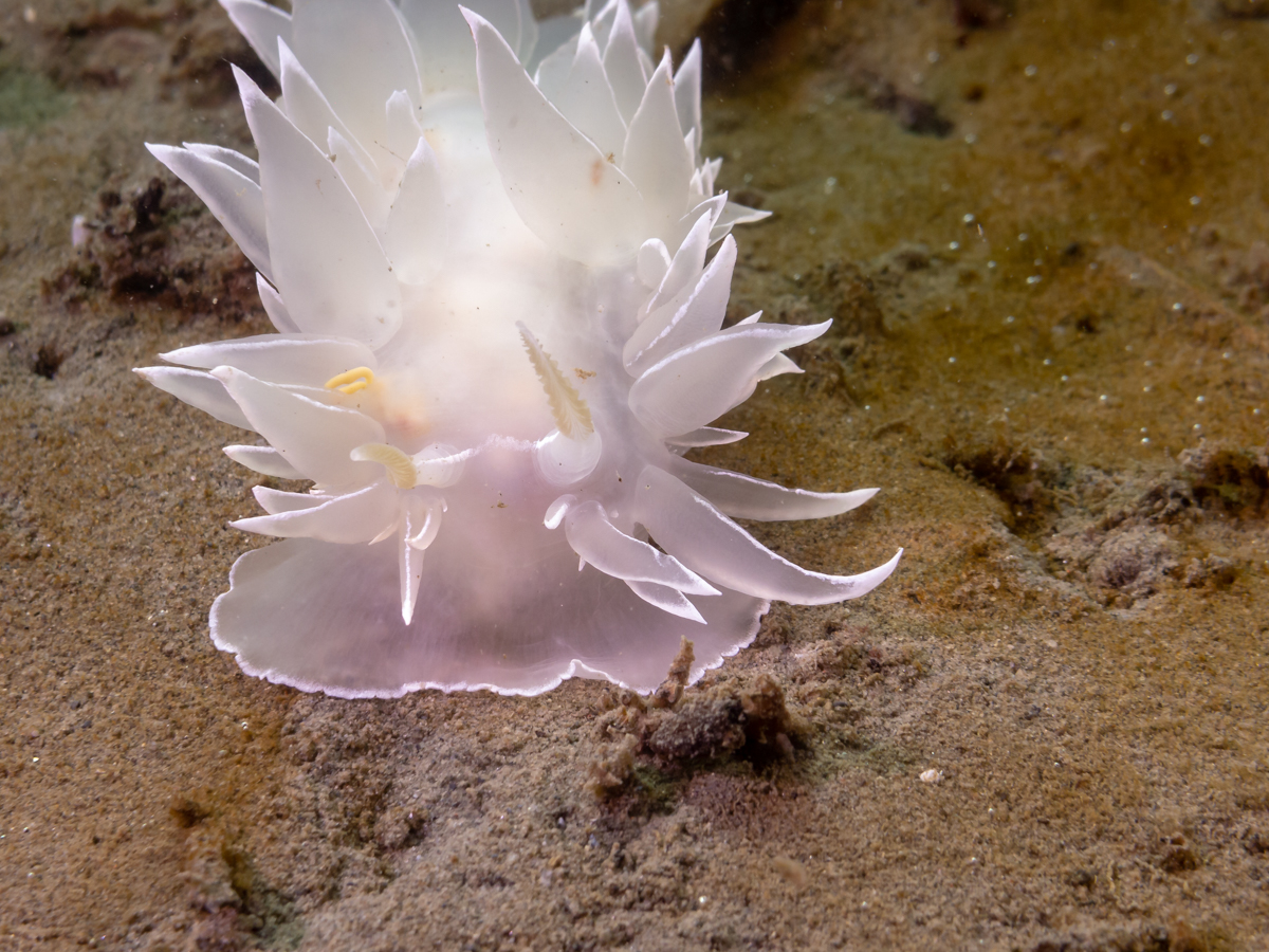 Alabaster nudibranch