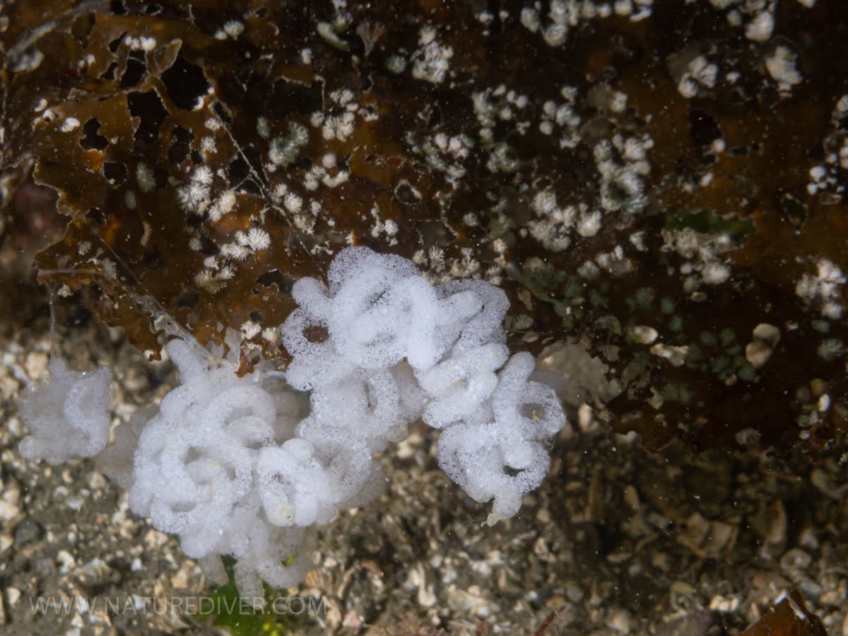 nudibranch eggs