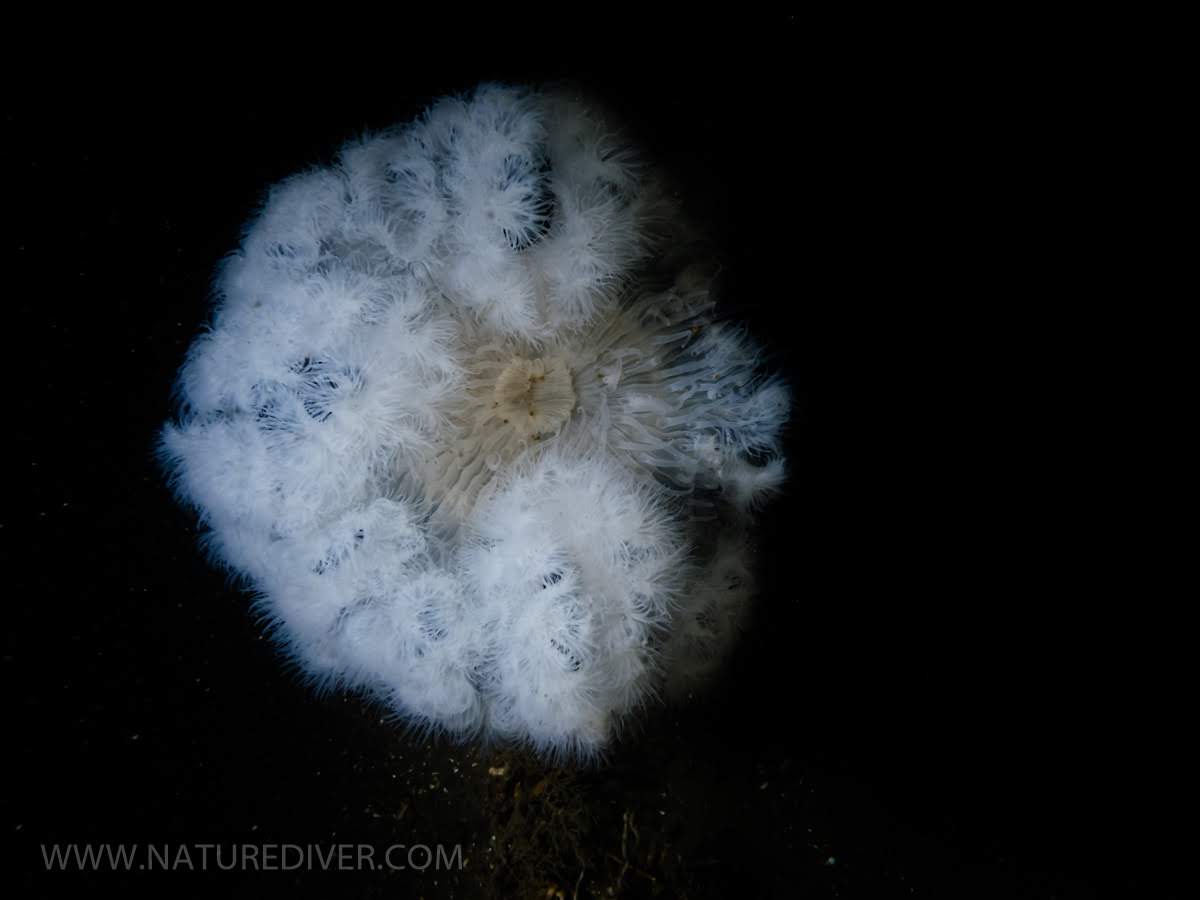 Plumose Anemone