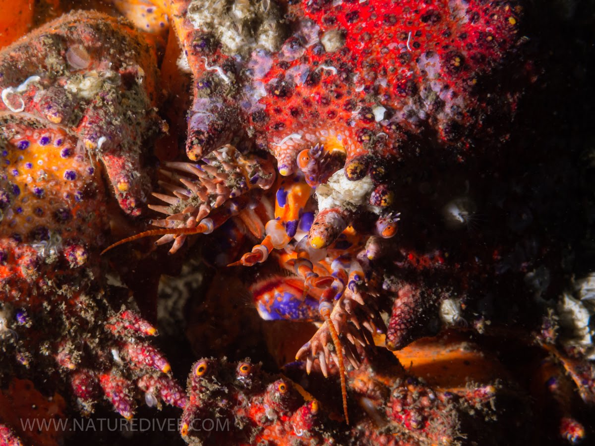 Puget Sound King Crab