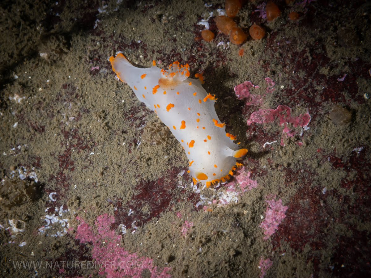 clown nudibranch