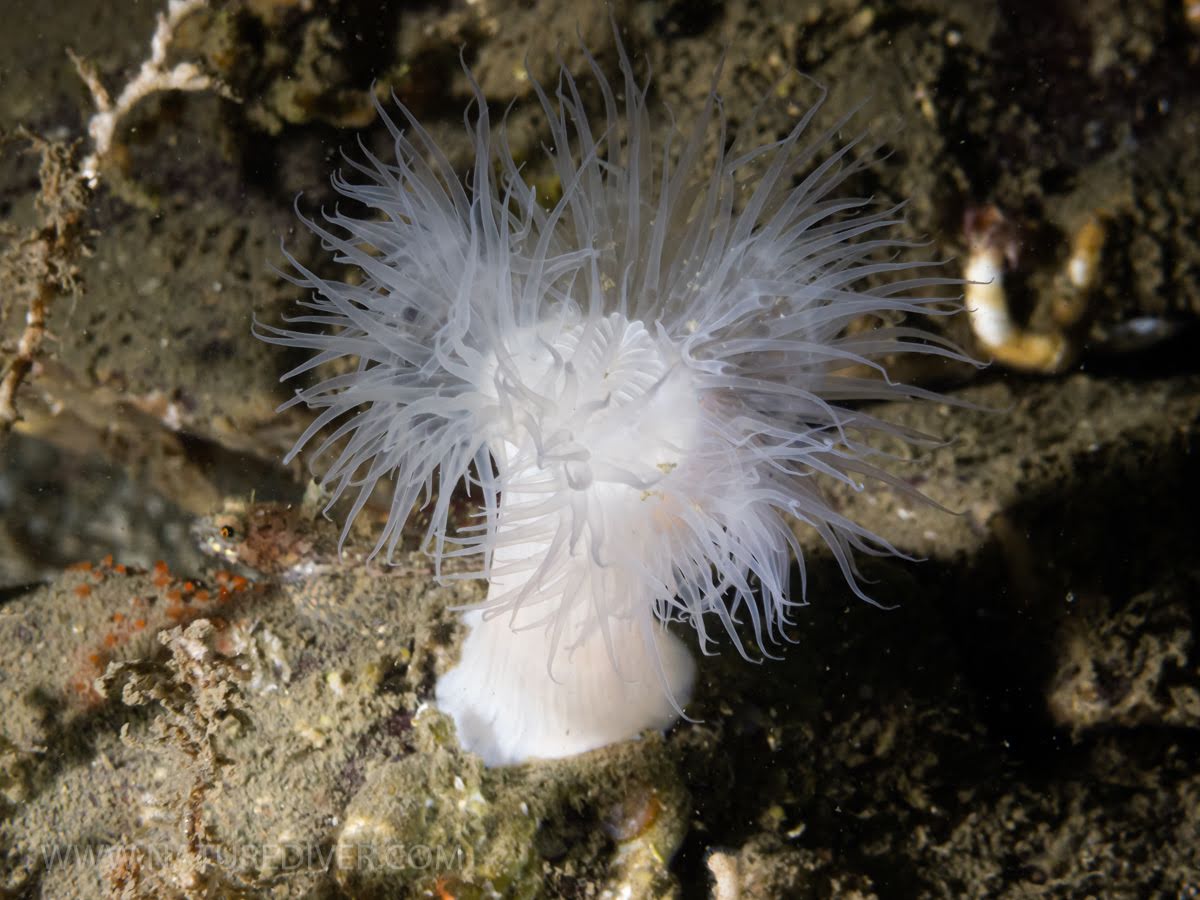 Plumose Anemone