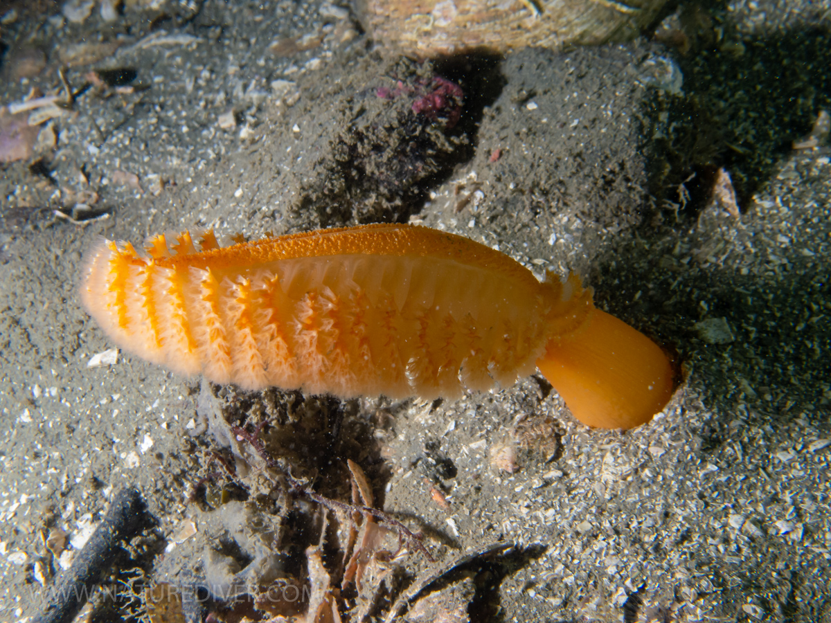 Orange Sea Pen (Ptilosarcus gurneyi)