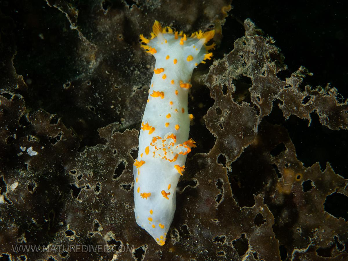 Clown Nudibranch (Triopha catalinae)