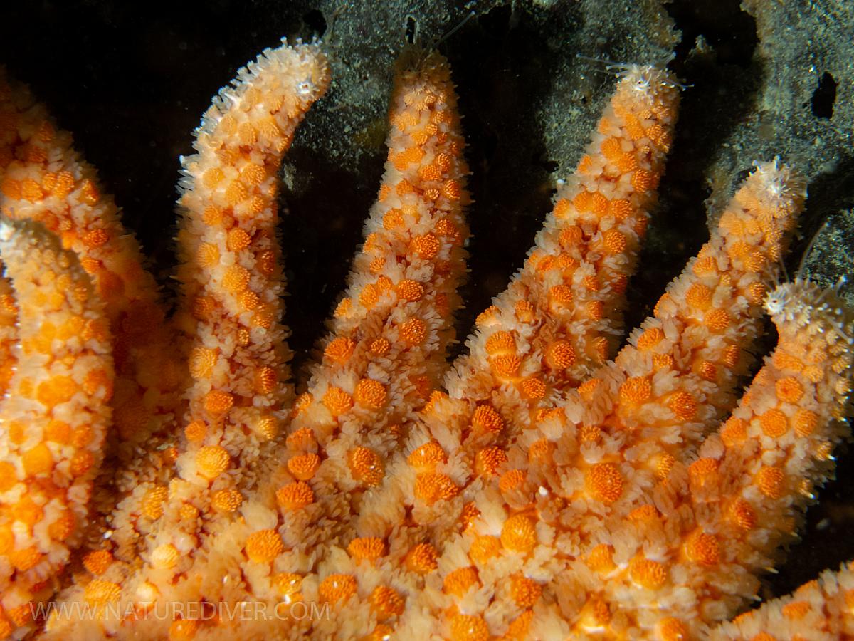 Juvenile Sunflower Star (Pycnopodia helianthoides)