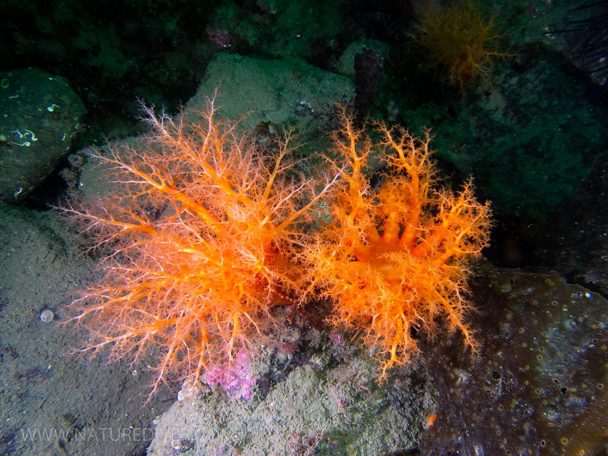 Orange Sea Cucumber (Cucumaria miniata)