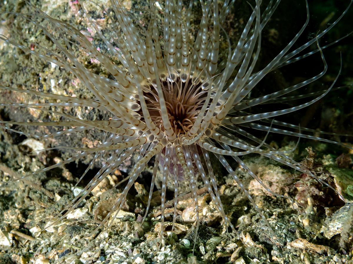 Tube-dwelling Anemone (Pachycerianthus fimbriatus)