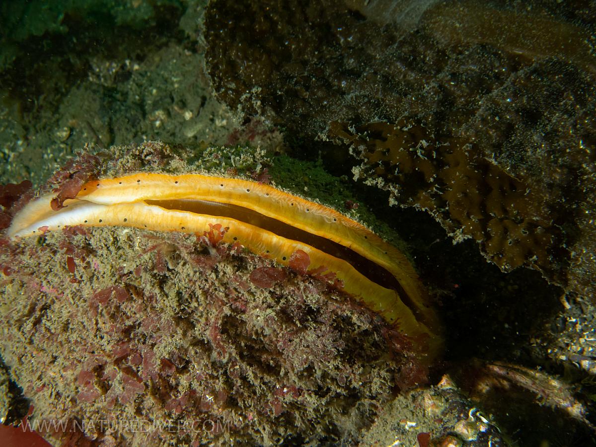 Giant Rock Scallop (Crassadoma gigantea)