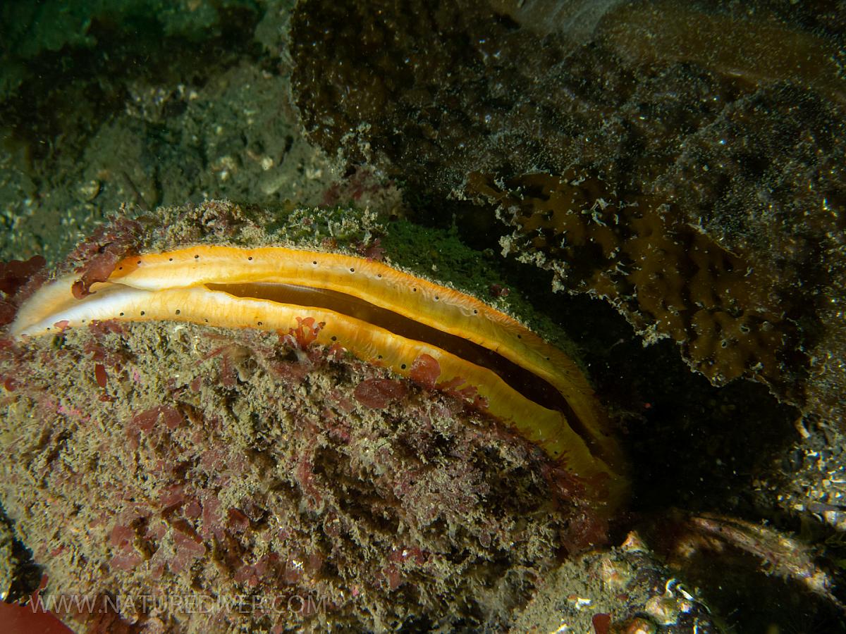 Giant Rock Scallop (Crassadoma gigantea)