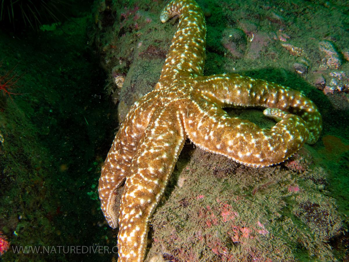 Ochre Star (Pisaster ochraceus)