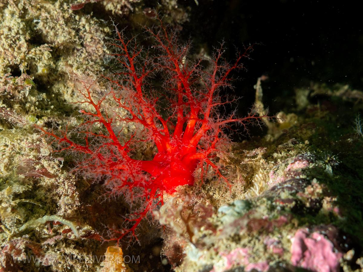 Creeping Pedal Sea Cucumber (Psolus chitonoides)