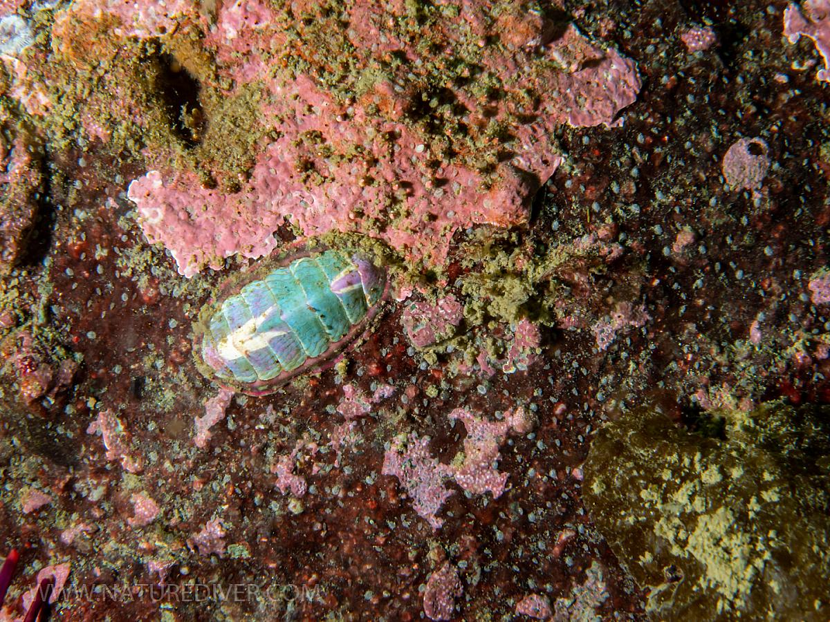 Lined Chiton (Tonicella lineata)