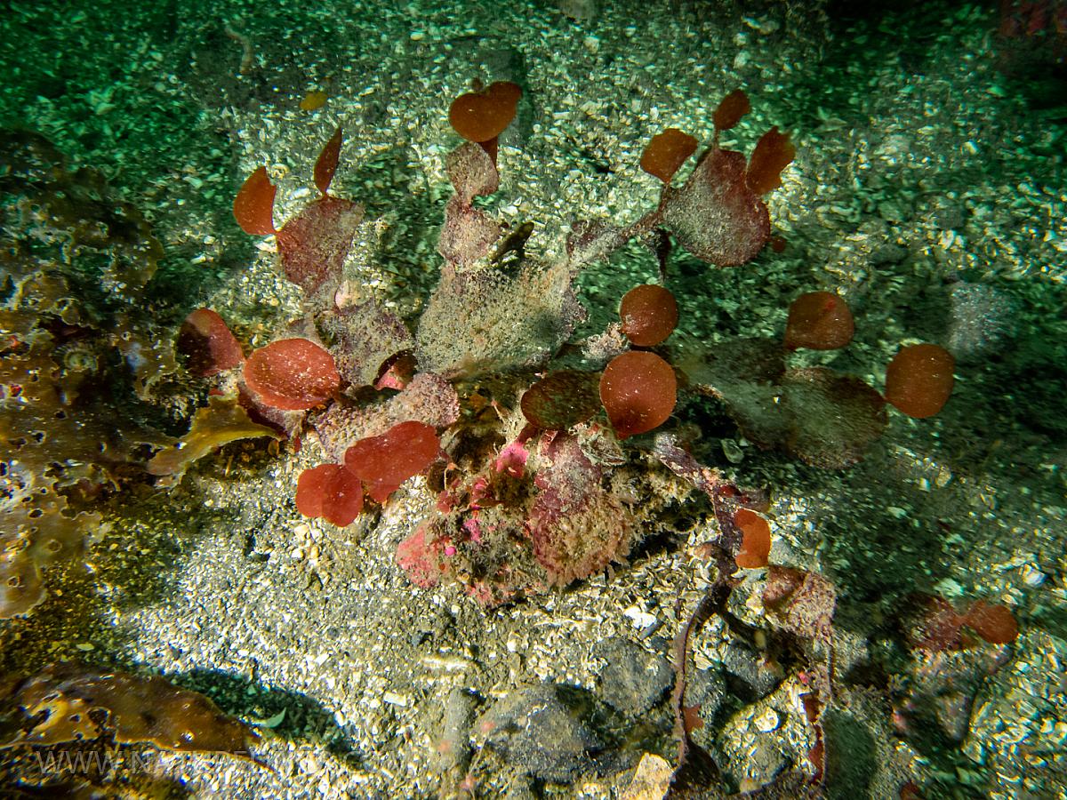 Prickly Pear Seaweed (Opuntiella californica)