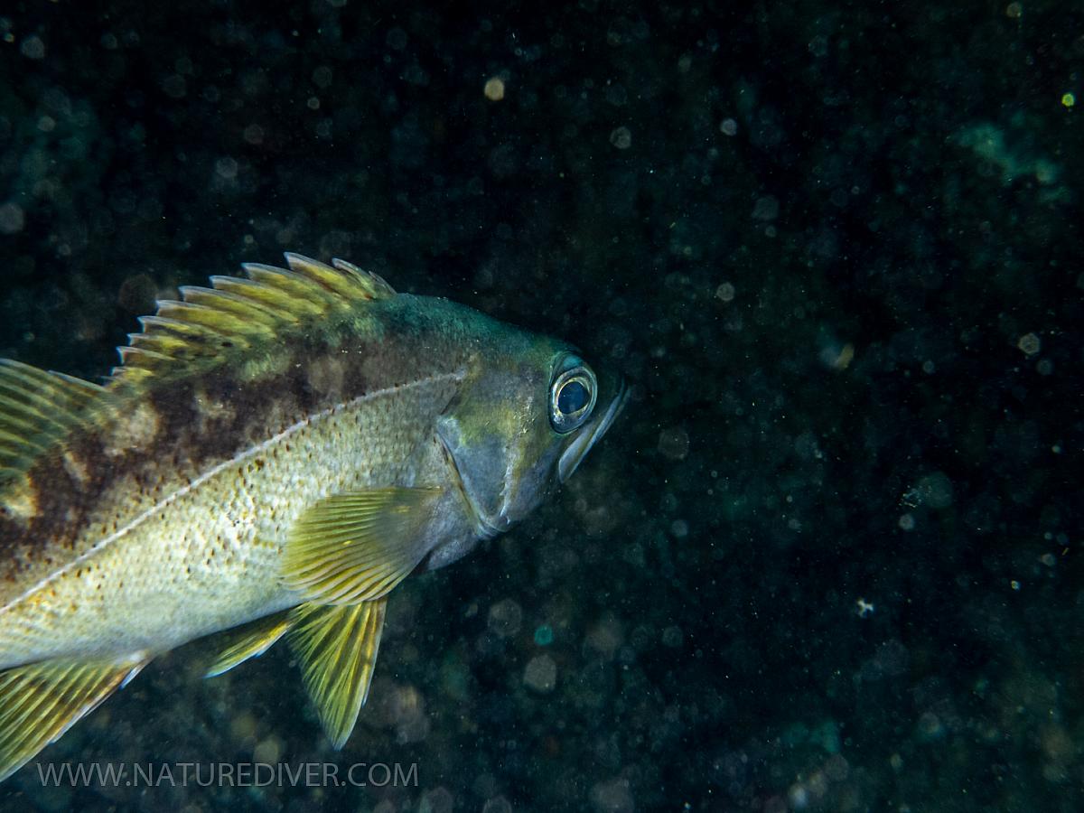 Yellowtail Rockfish (Sebastes flavidus)
